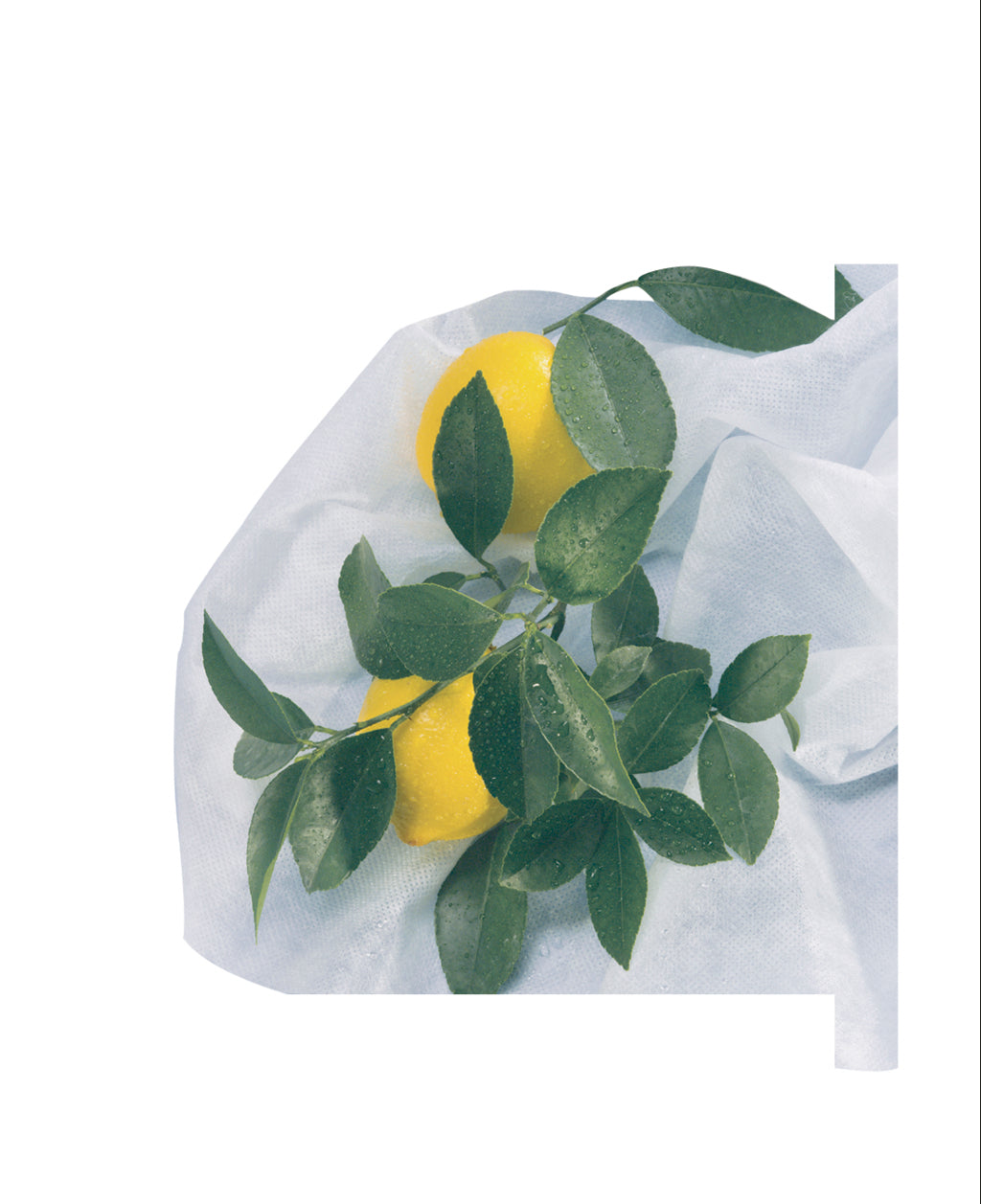 Capa de hibernação para plantas com fecho éclair HIVERZIP Nortene