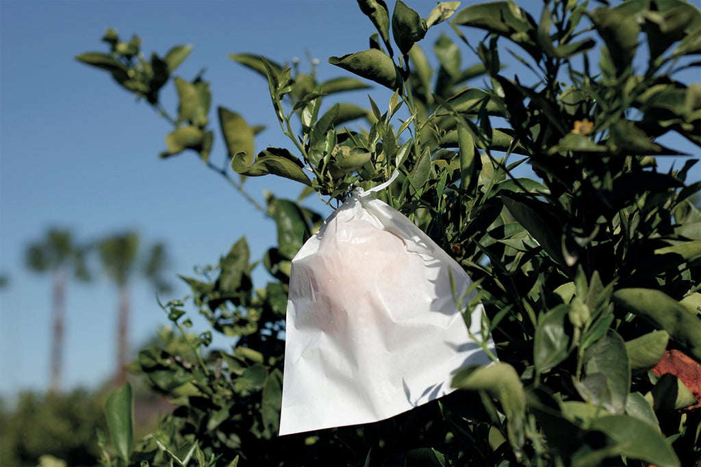 Protectores para fruta FRUITSAC Nortene