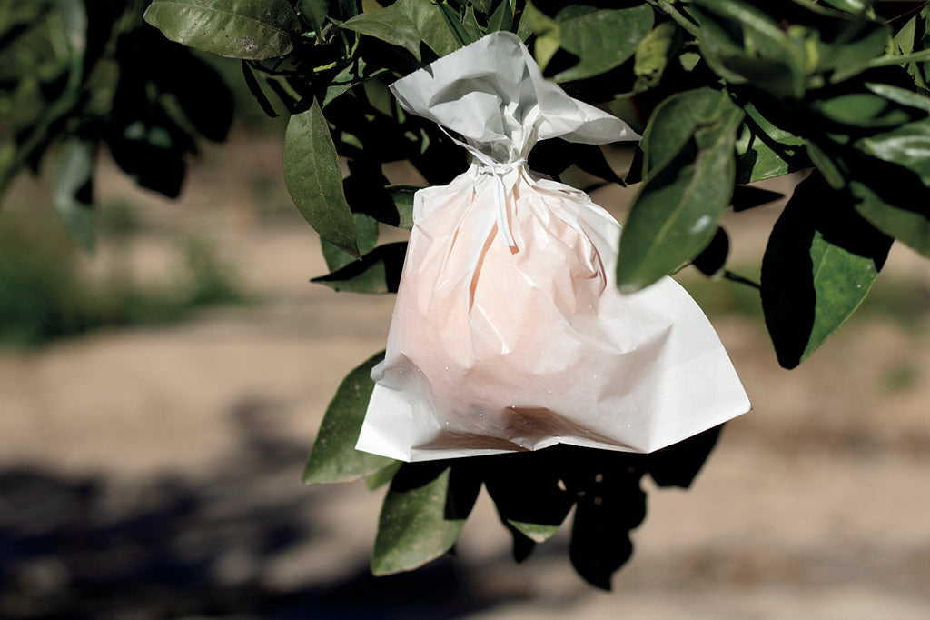 Protectores para fruta FRUITSAC Nortene