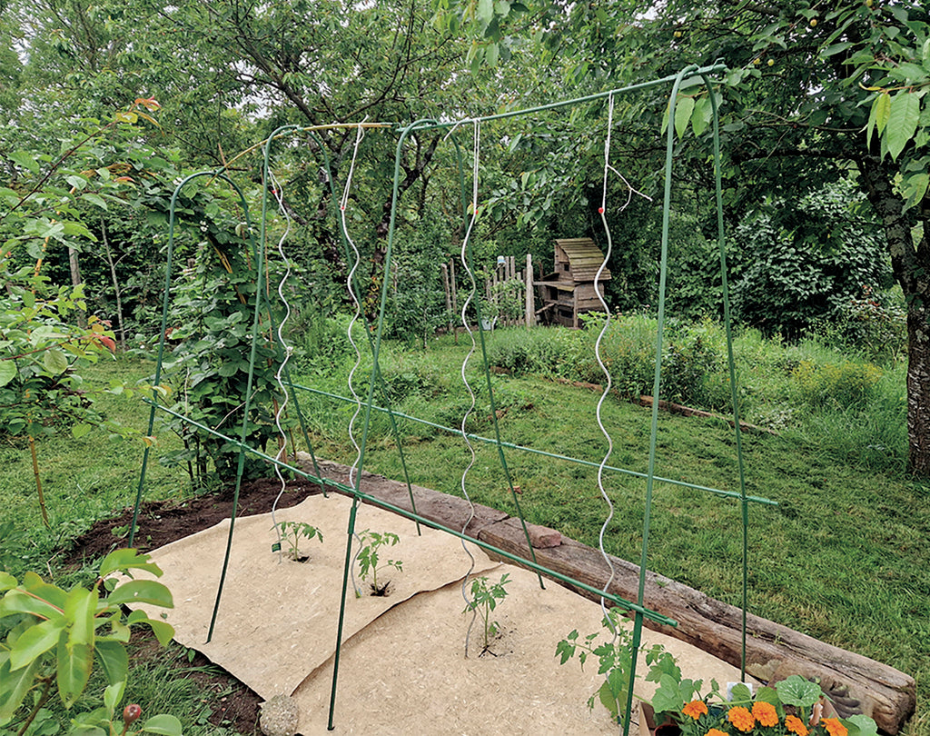 Colheita especial de tomate