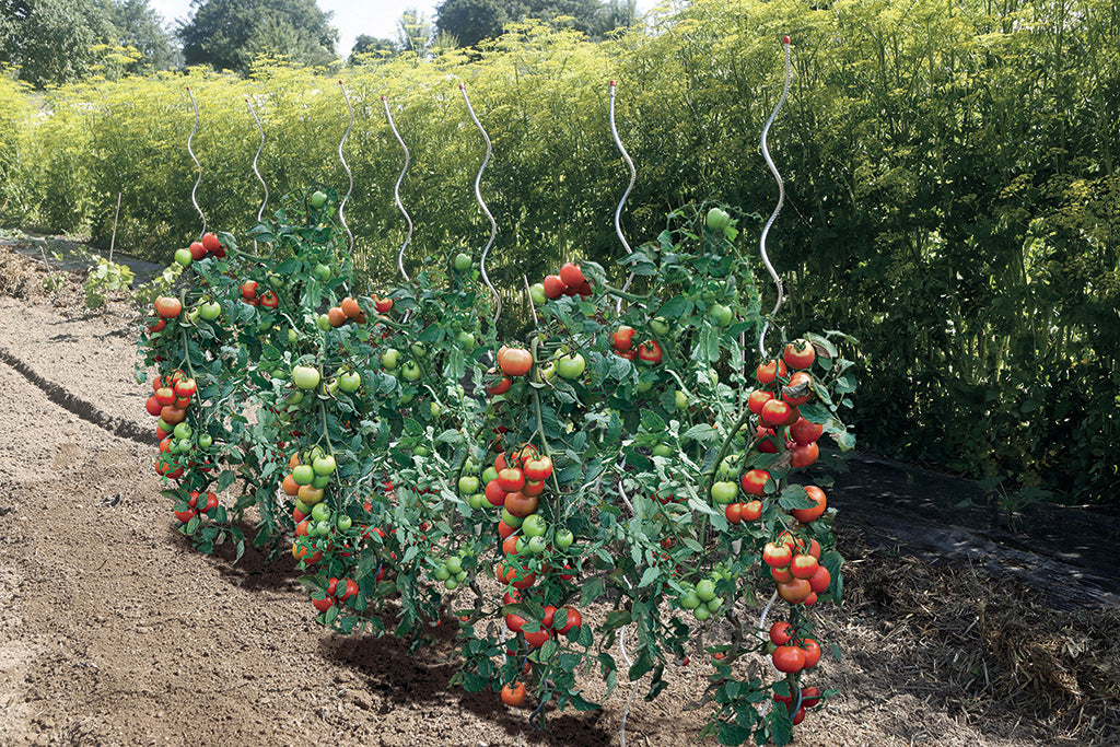 Tutor para tomatera en forma de espiral TOMATO SPIRAL 1,8 m Nortene