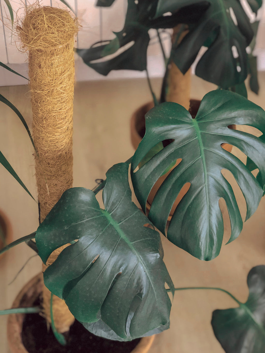 Tutor de coco para planta STAKE COCO Nortene