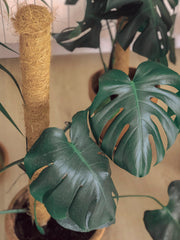 Tutor de coco para planta STAKE COCO Nortene