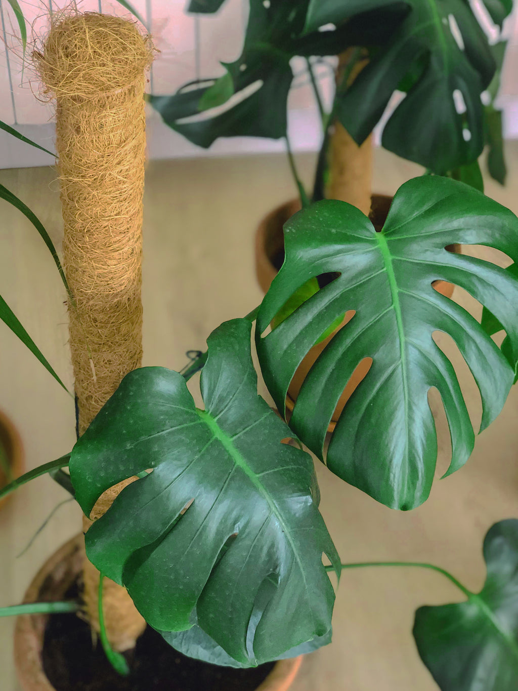 Tutor de coco para planta STAKE COCO Nortene
