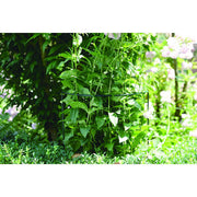 Soporte semicircular para plantar CHELSEA Verde Nortene