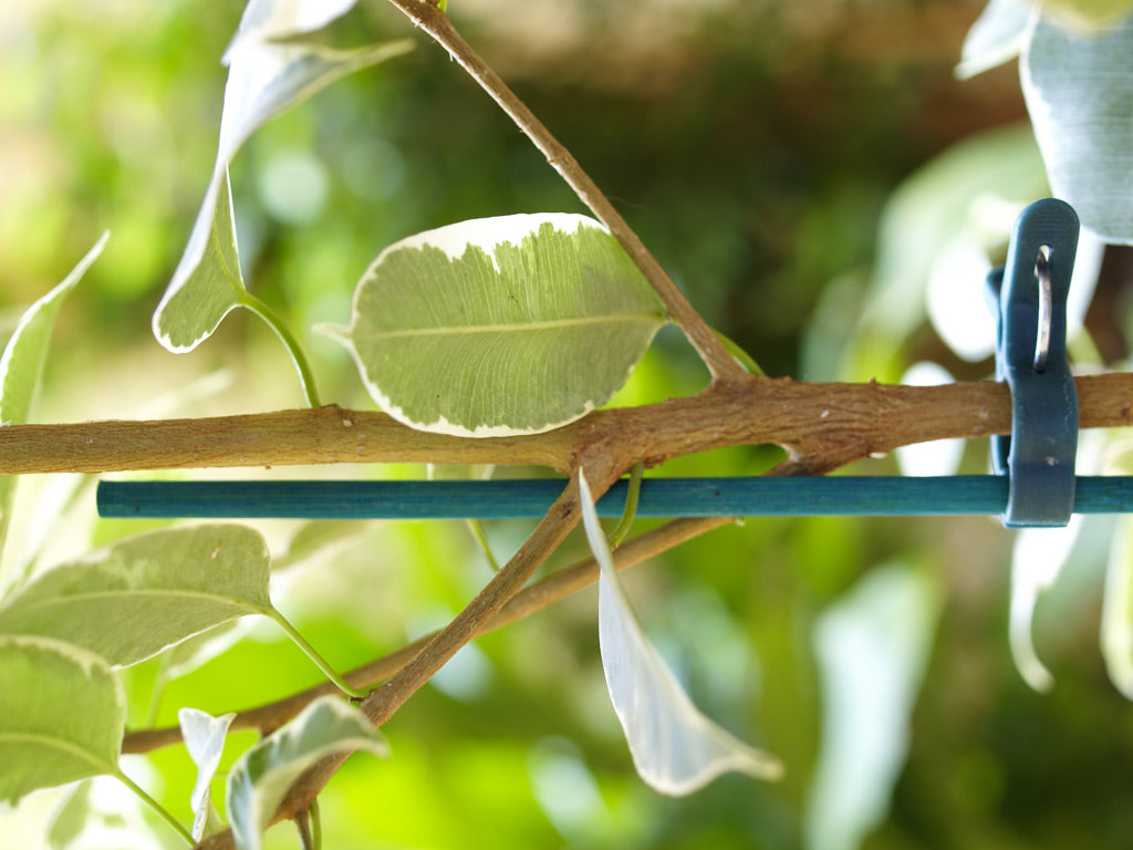 Tutores de tiras de caña de bambú SPLITS BAMBOO Verde Nortene (25 uds)