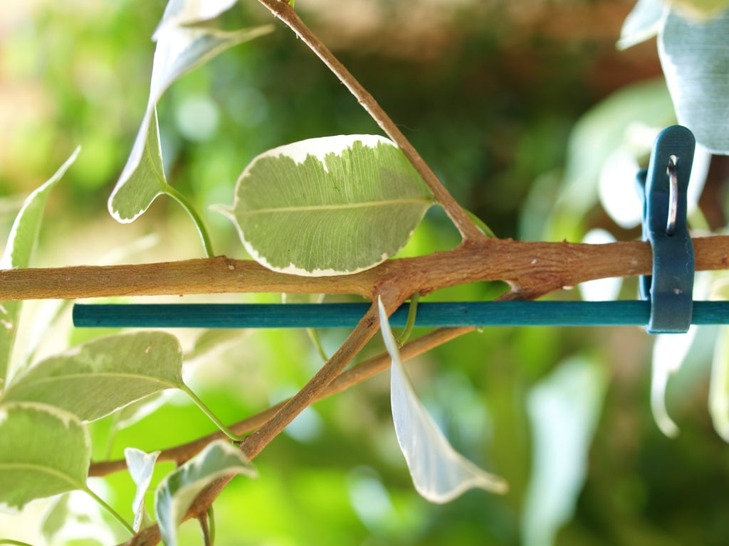 Tutores de tiras de caña de bambú SPLITS BAMBOO Verde Nortene (25 uds)