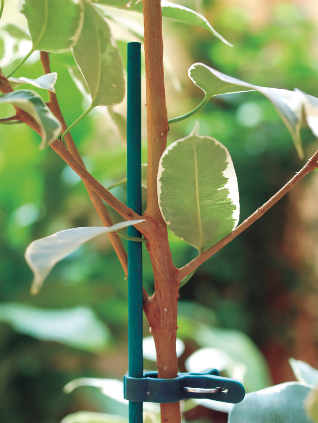 Tutores de tiras de caña de bambú SPLITS BAMBOO Verde Nortene (25 uds)