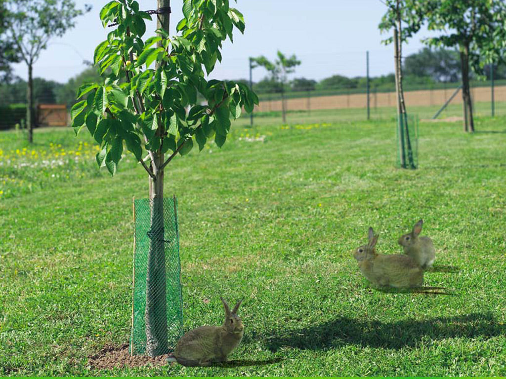 Malla de protección antiroedores TREEGUARD ,5 m Nortene