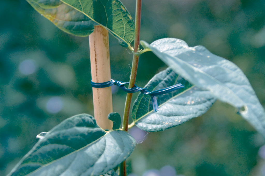 Atadura plástica AP-FIX Verde Nortene