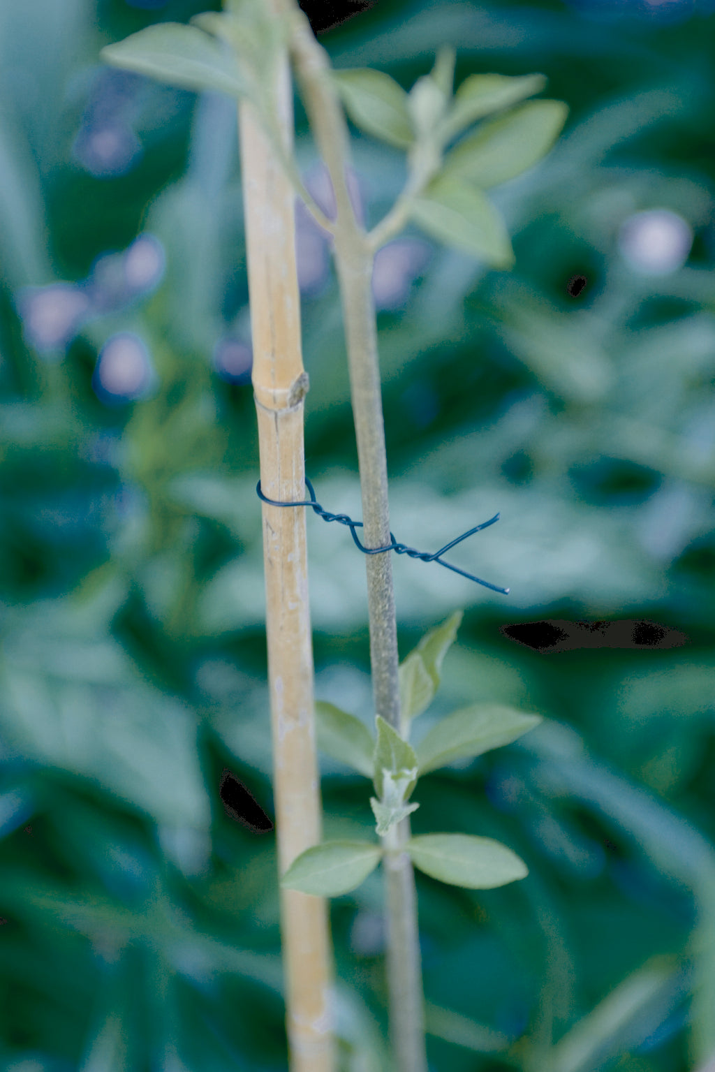 Arame plastificado para tutores FP-FIX Verde Nortene