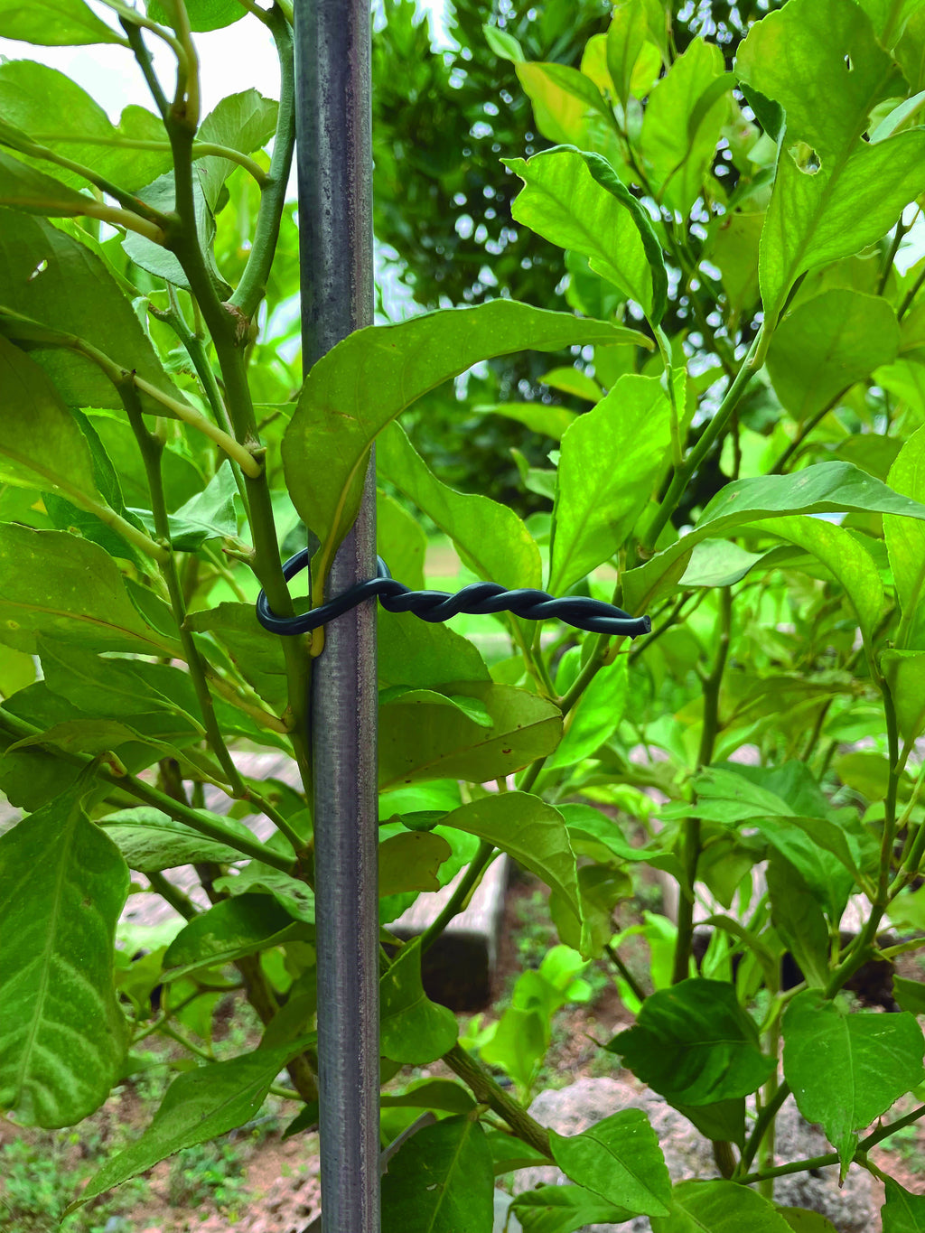 Abraçadeira para plantas BIFLEX Verde Nortene