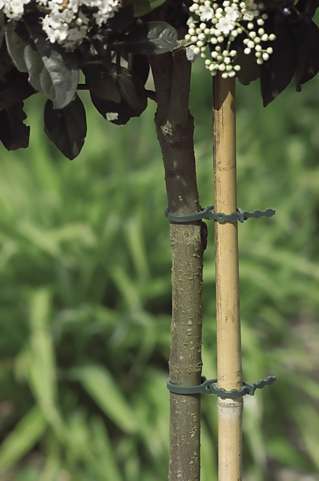 Bridas de plástico para tutores FIX Verde Nortene