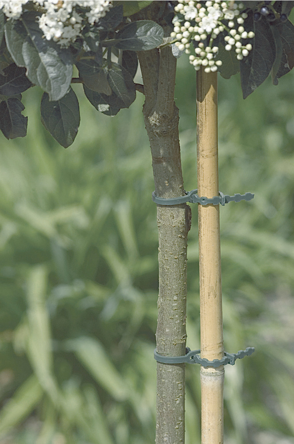 Bridas de plástico para tutores FIX Verde Nortene