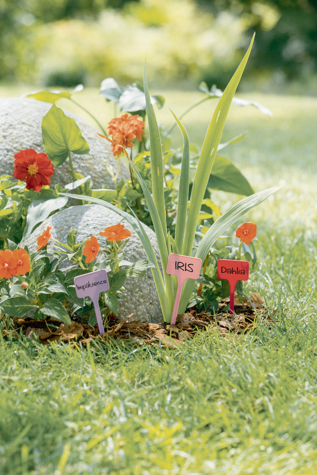 Etiquetas para plantar LABEL 15 cm Color Nortene (16 uds)