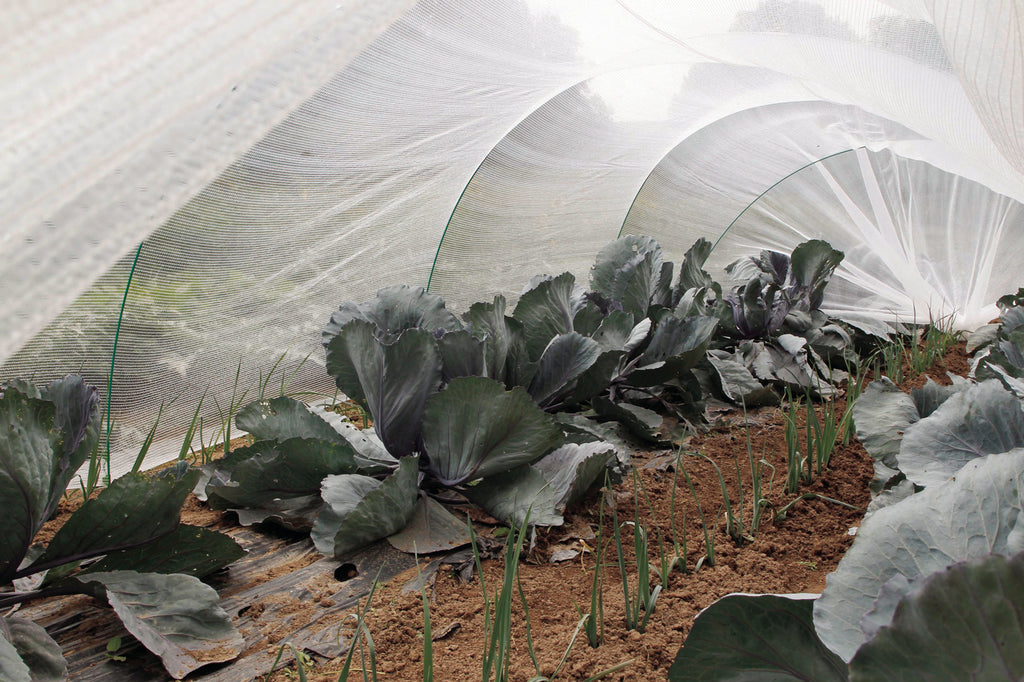 Malla protectora de cultivo PROTEC 6 x 4 m Nortene