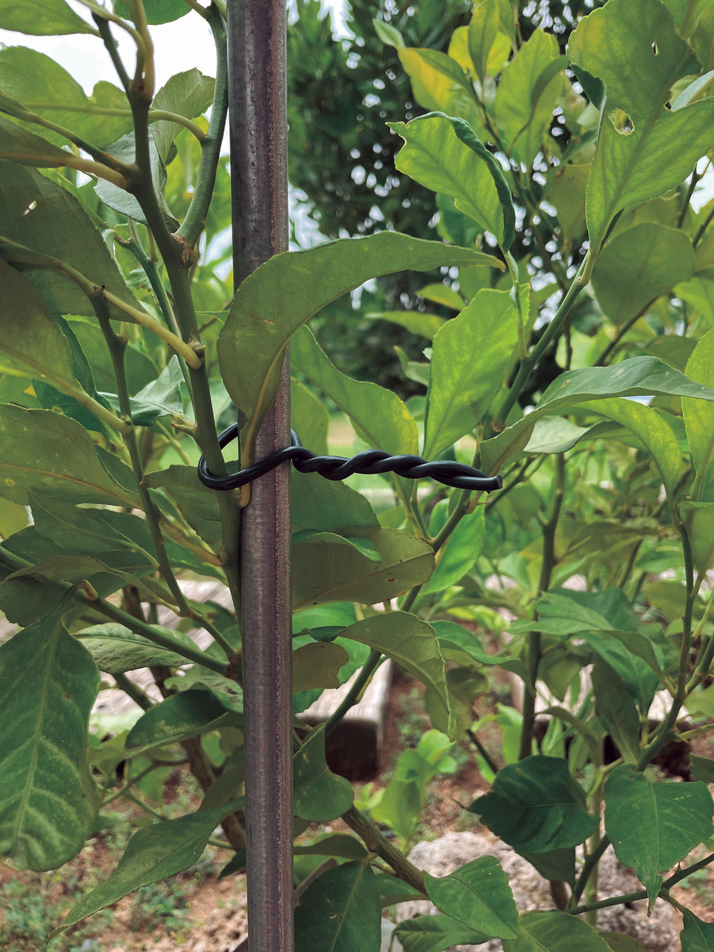 Abraçadeira para plantas BIFLEX Verde Nortene