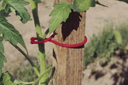 Clips para tomateras TOMATOCLIP ,6 cm Rojo Nortene