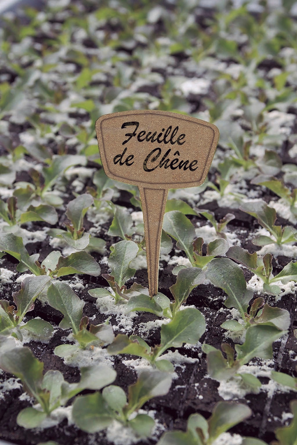 Etiqueta para plantas de fibra LABEL FIB Nortene