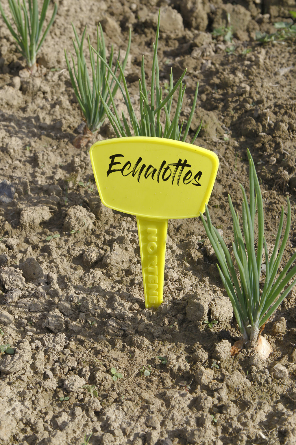 Etiquetas para plantar LABEL 35 cm Amarillo Nortene
