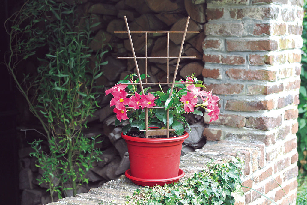 Tutor escalera de fibra para plantas ECHELLE FIB 29,5 x h. 5 cm  Marrón Nortene