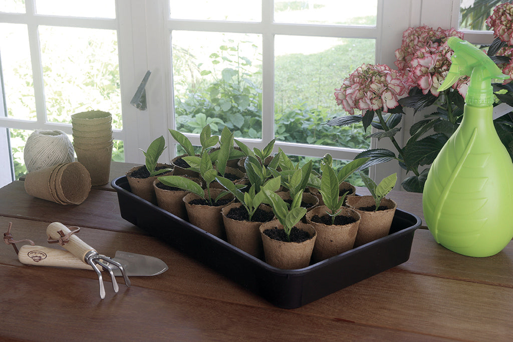 Mini estufa para sementeira RAPID GROW 38 x 24 x 19 cm Nortene