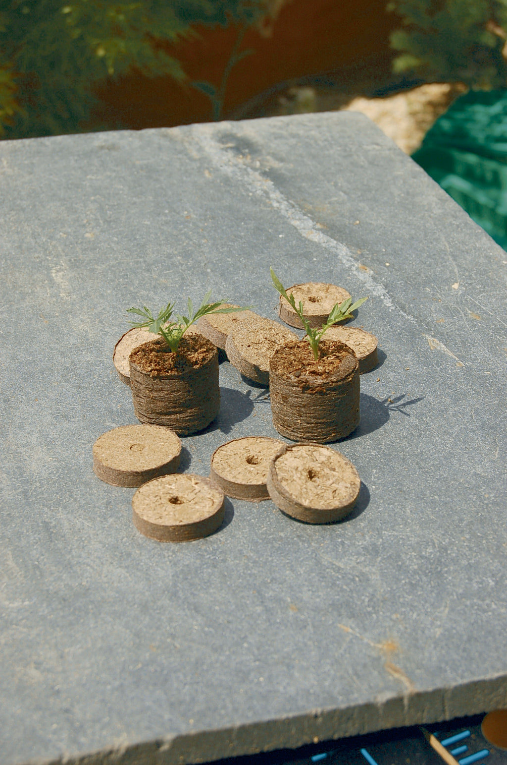 Sementeiras e mini-estufas