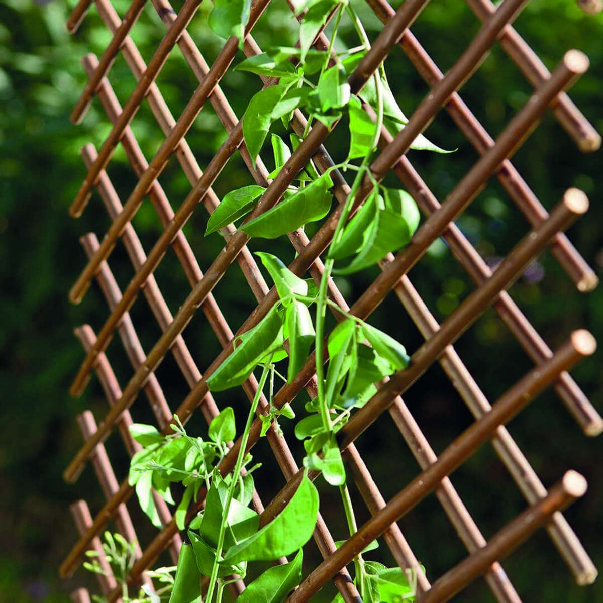 Celosía de mimbre extensible TRELLIWILLOW  Nortene