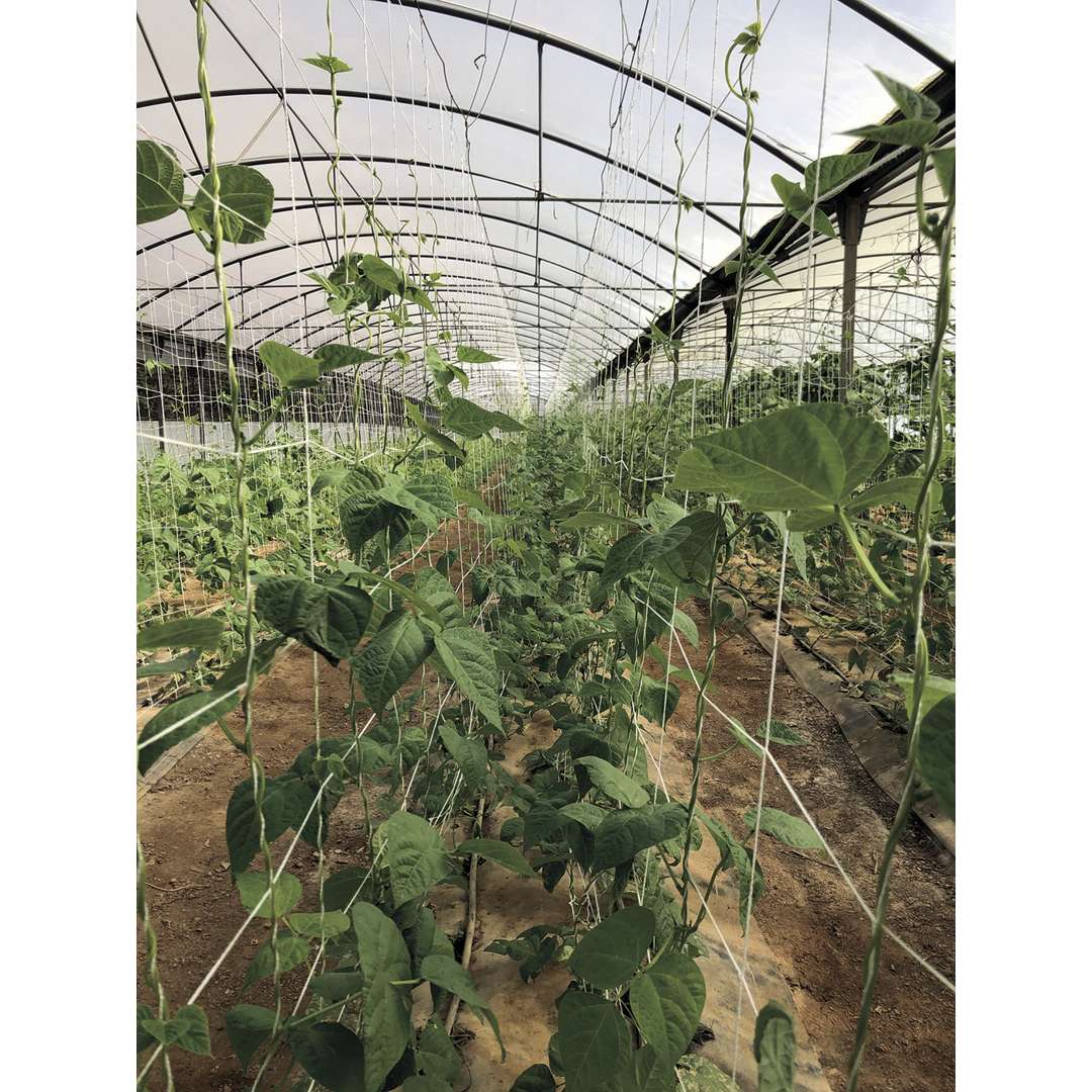 Malla entutorar biodegradable TRELLINET COMPOST Blanca Nortene