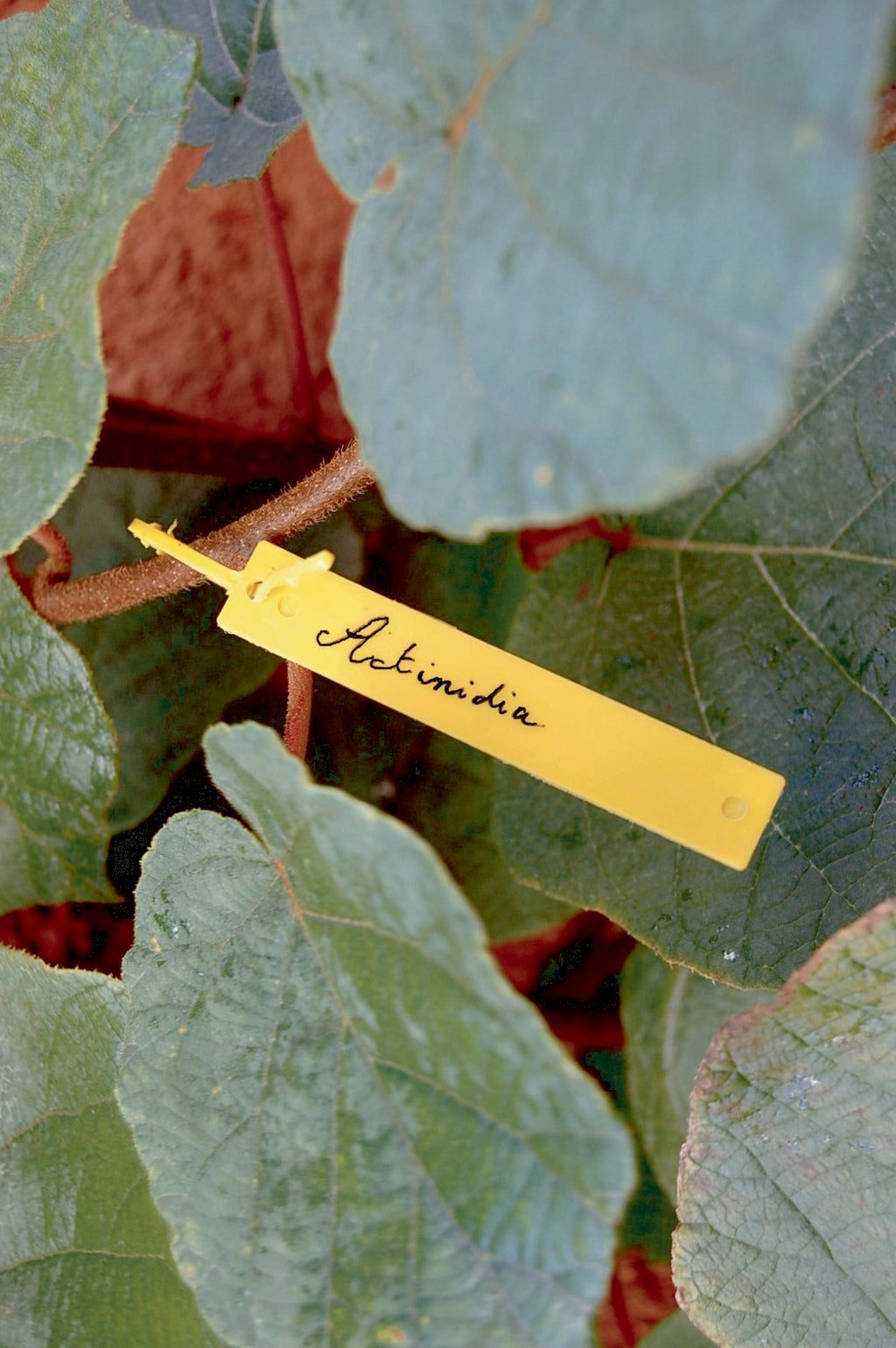 Etiqueta plástica para rama TREE LABEL Nortene (4 uds)