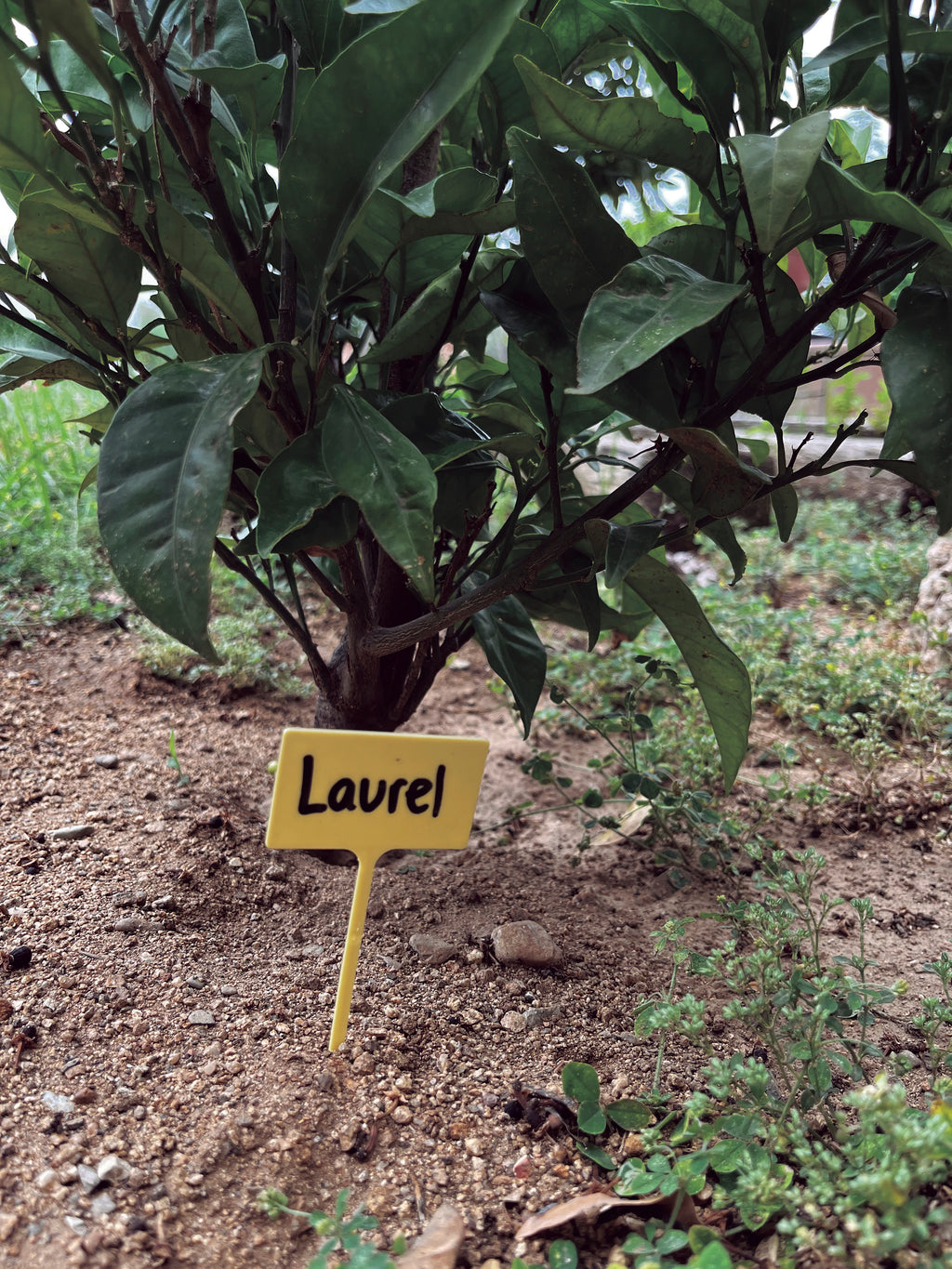 Etiquetas para plantas + rotulador LABEL 13 cm Nortene