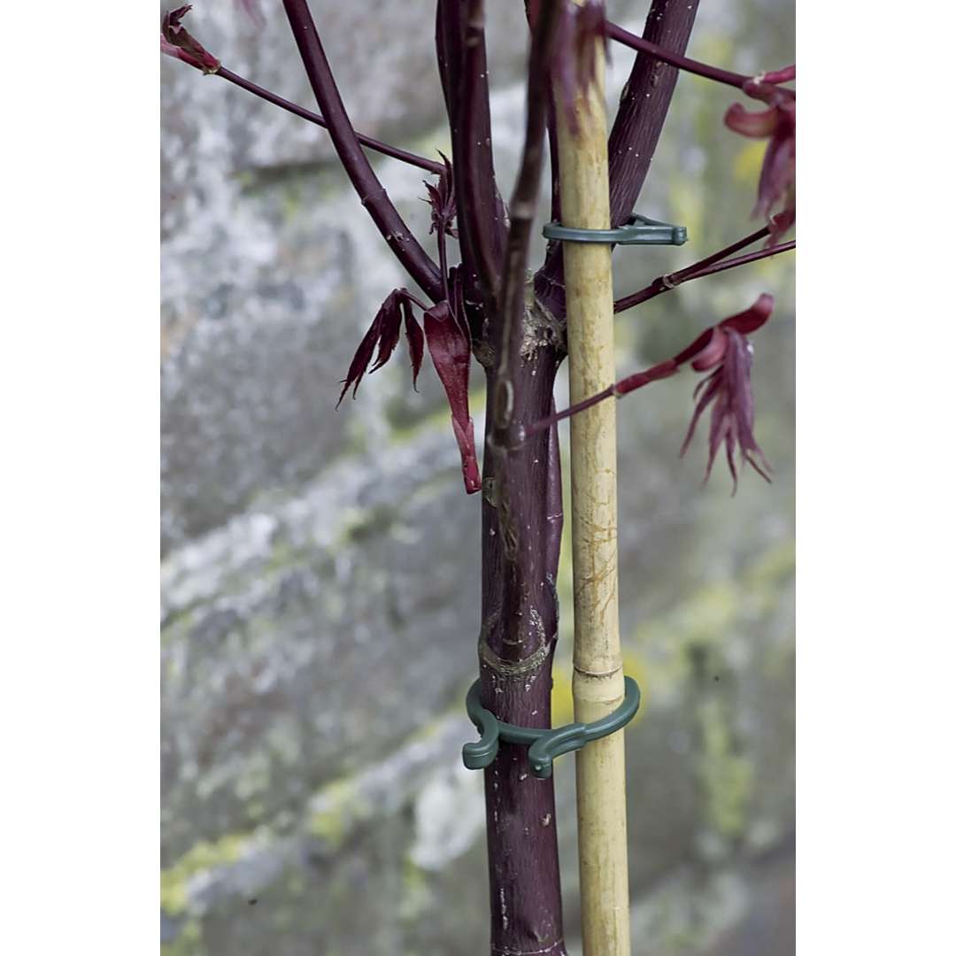 Clips para sujeción de plantas VEGRING 1,65 cm Verde Nortene