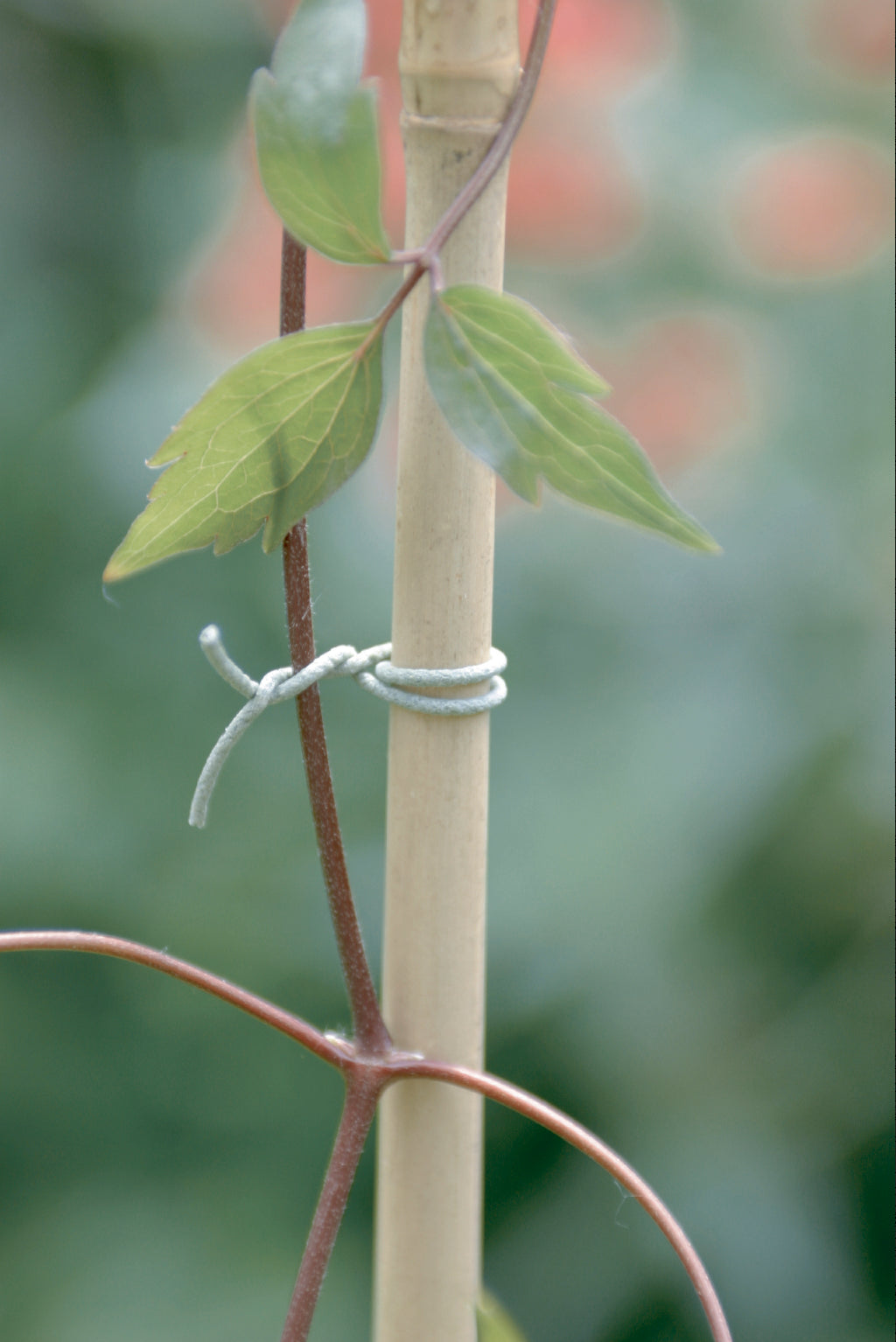 Ligadura rugosa R-FIX 50 m Verde Nortene