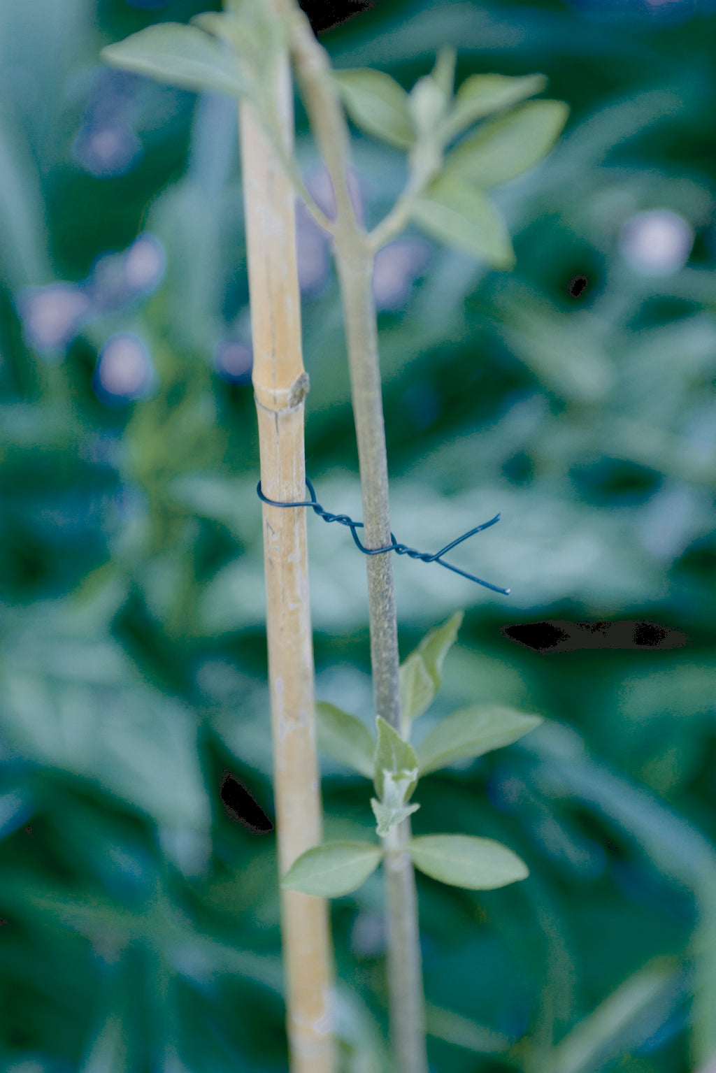 Arame plastificado para tutores FP-FIX Verde Nortene