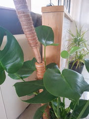 Tutor apilable de fibra de coco COCO UP Nortene