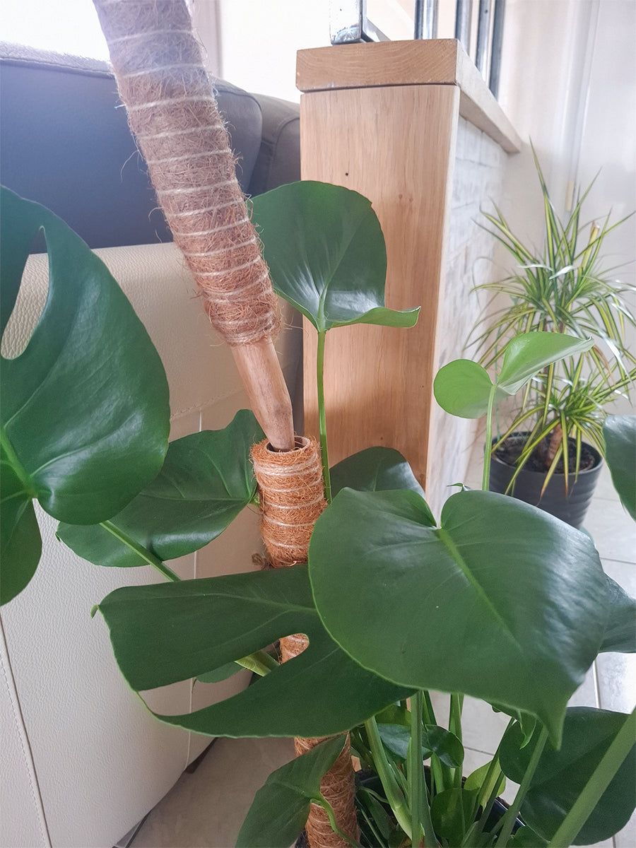Tutor apilable de fibra de coco COCO UP Nortene