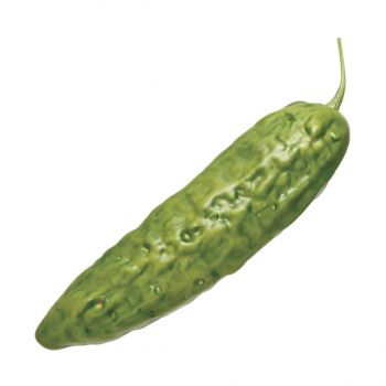 Pepino NORTENE