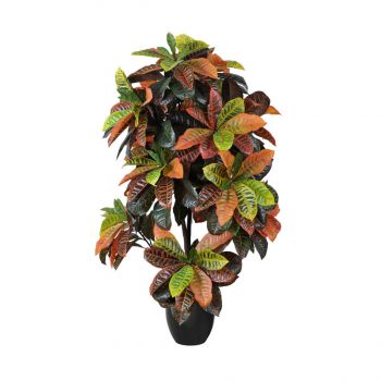 CROTON 140 CM