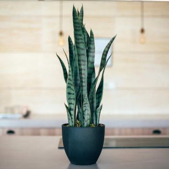 Planta artificial SANSEVIERIA 70 cm Nortene