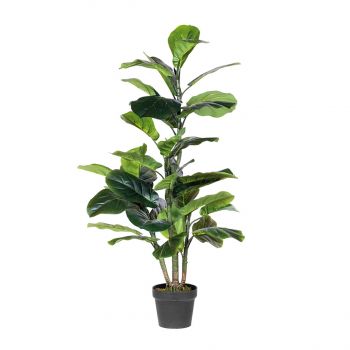 FICUS LYRATA 120CM