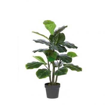 FICUS LYRATA 90CM